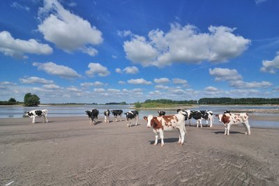 Gameren koeien aan de Waal