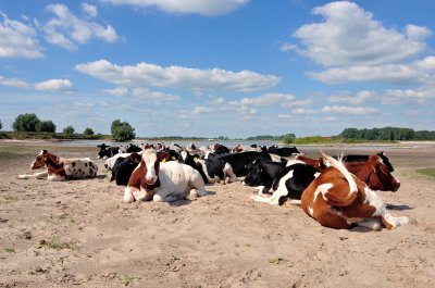 Gameren rustende koeien