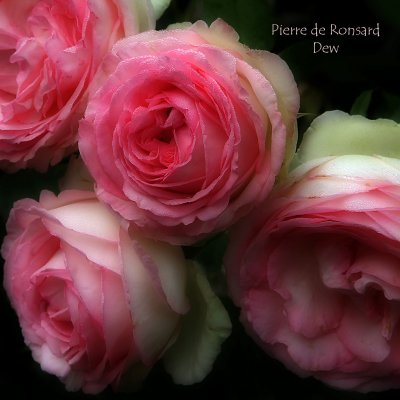 Pierre de Ronsard - Dew - soft