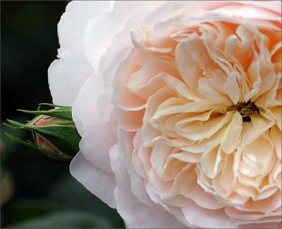 Crocus Rose