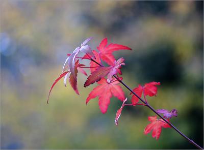 autumn acer in the evening sunshine