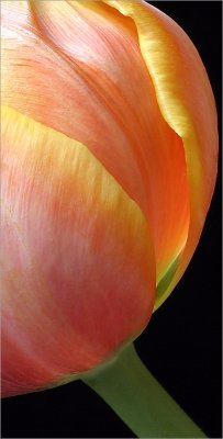 Tulip