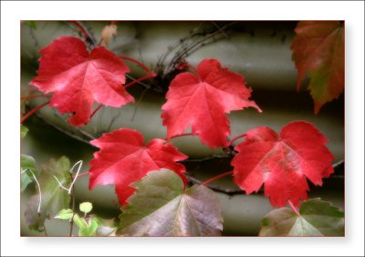 acer leaves