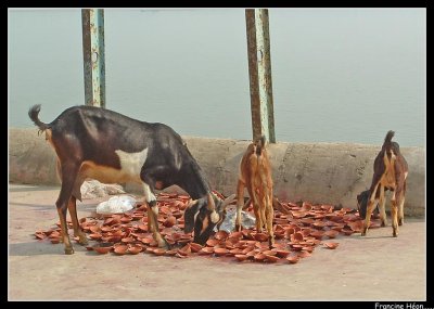 Varanasi 2007_1112Image0256.jpg