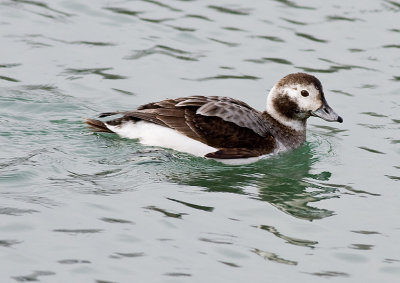 Long-tailed Duck (f)