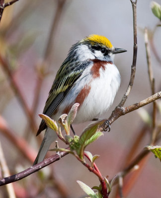 Chestnut-sided Warbler (m)