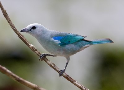 Blue-gray Tanager