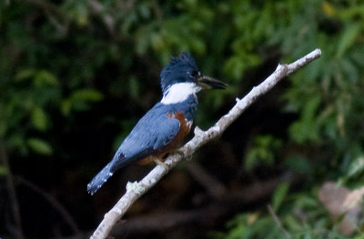 Ringed Kingfisher (female)