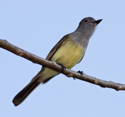 Panama Flycatcher