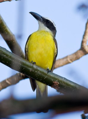 Boat-billed Flycatcher