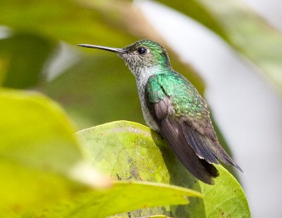 White-necked Jacobin (female)