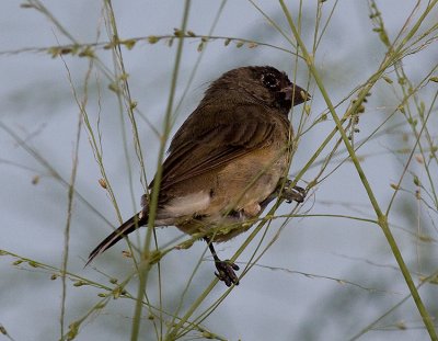 Variable Seedeater (f)