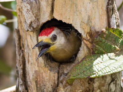 Red-crowned Woodpecker (m)