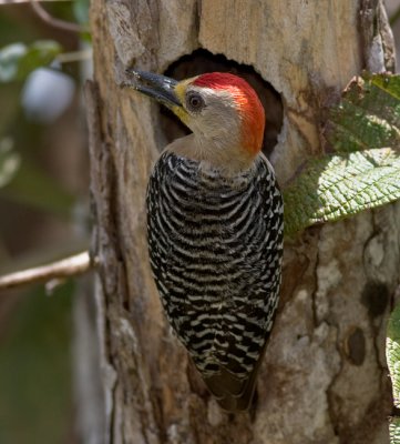 Red-crowned Woodpecker (m)
