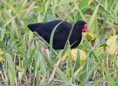 Wattled Jacana