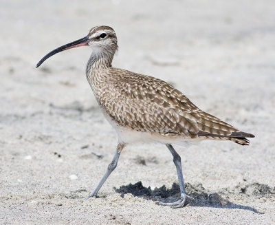 Whimbrel