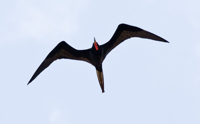 Magnificent Frigatebird (male)