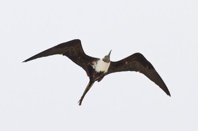 Magnificent Frigatebird (female)