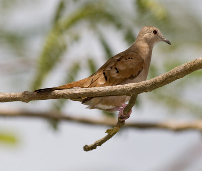 Ruddy Ground-dove (female)