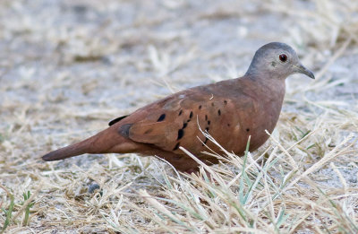 Ruddy Ground-dove (male)