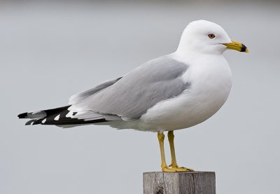 Ring-billed Gull