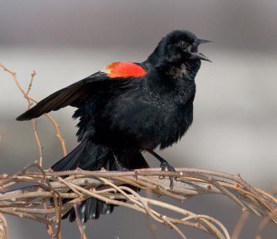 Red-winged Blackbird
