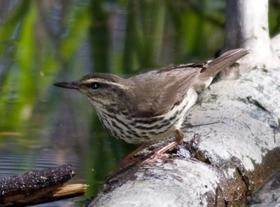 Northern Waterthrush