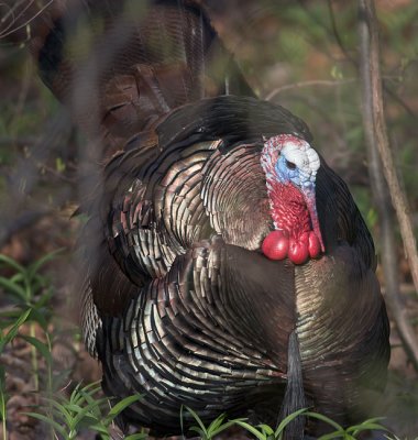 Wild Turkey