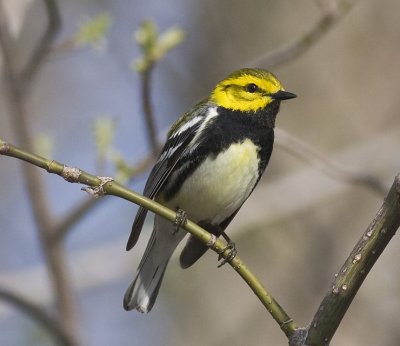 New-World Warblers