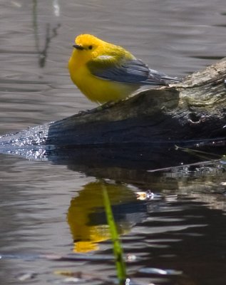 Prothonotary Warbler (m)