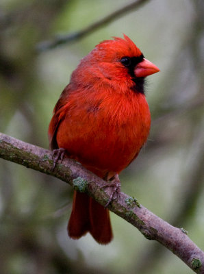 Northern Cardinal (m)