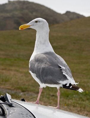 Western Gull