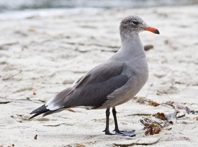 Heermann's Gull