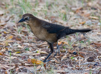 Common Grackle (f)