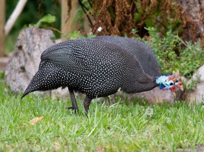 Helmeted Guineafowl