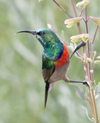 Southern Double-collared Sunbird (m)