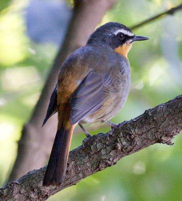 Cape Robin-chat