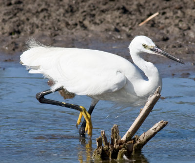 Little Egret
