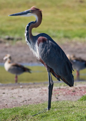 Goliath Heron