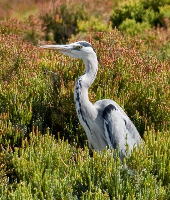 Grey Heron