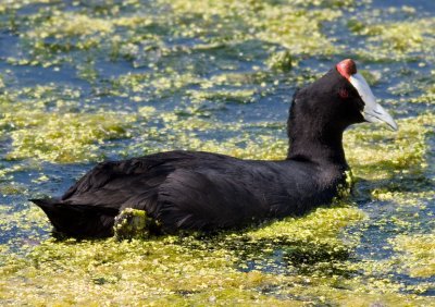 Red-knobbed Coot