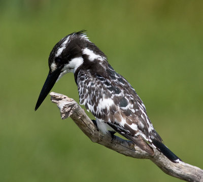 Pied Kingfisher