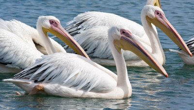 Great White Pelican