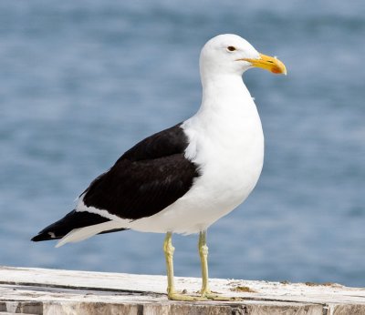 Kelp Gull