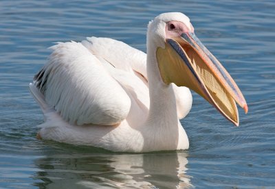 Egrets, Herons, Ibises, Spoonbills, Storks & Pelicans