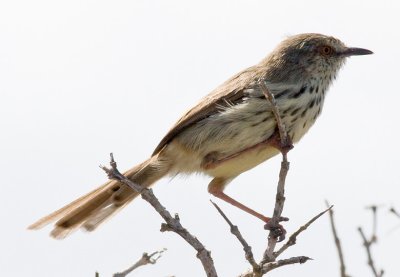 Karoo Prinia