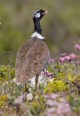 Southern Black Korhaan (m)