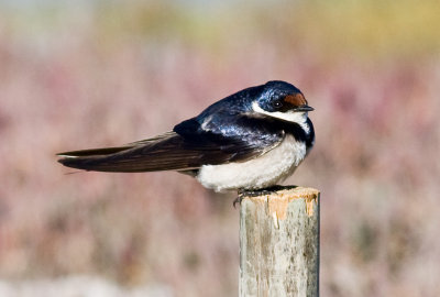 White-throated Swallow