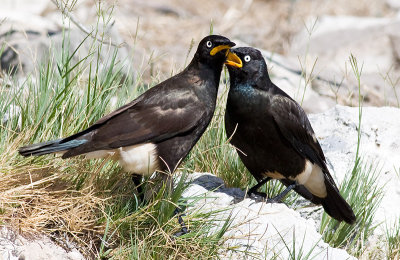 Pied Starling