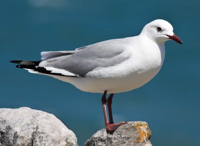 Hartlaub's Gull